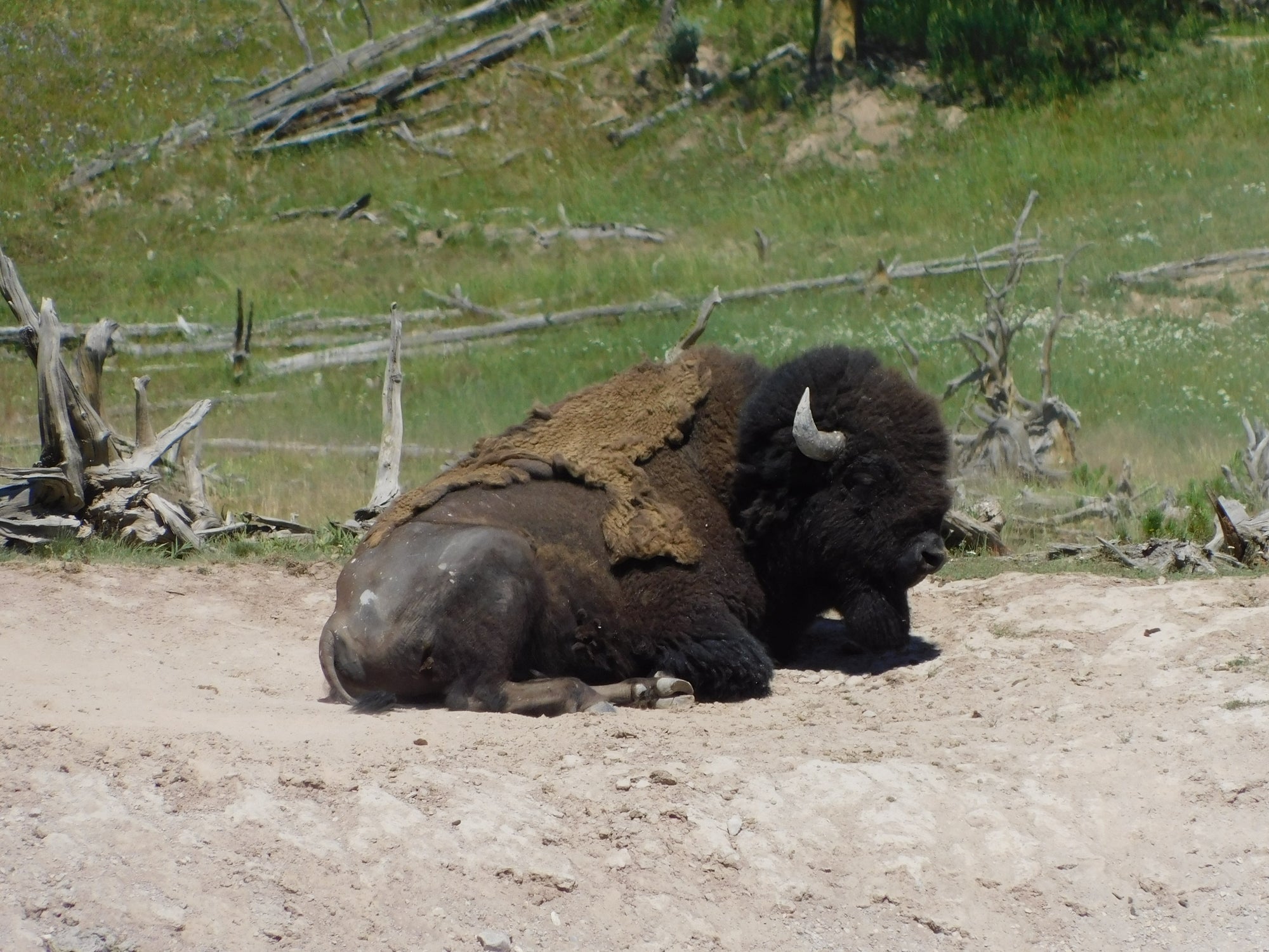 The Iconic Bison of Yellowstone National Park: America’s Living Legend
